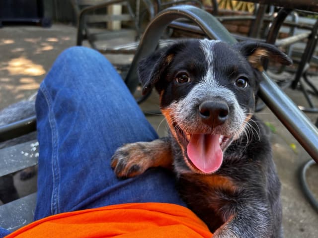 Australian Cattle Dog Puppies media 20