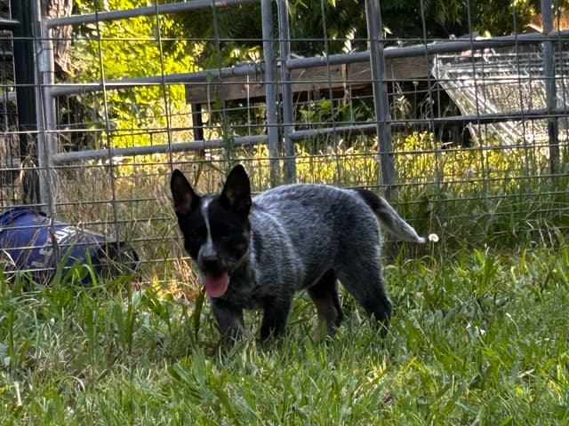 Australian Cattle Dog Puppies media 21