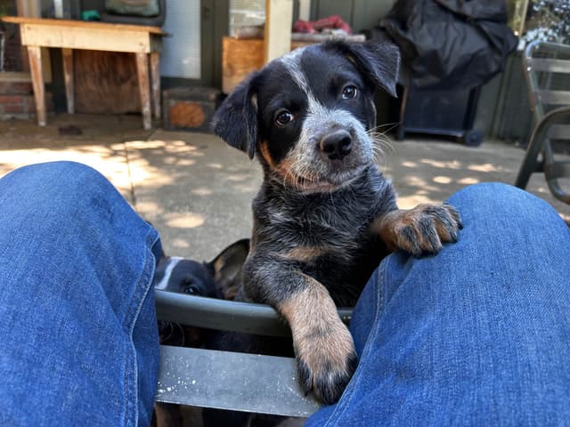 Australian Cattle Dog Puppies media 22