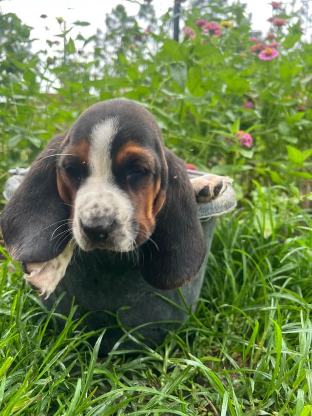 Basset Hound Puppies media 2