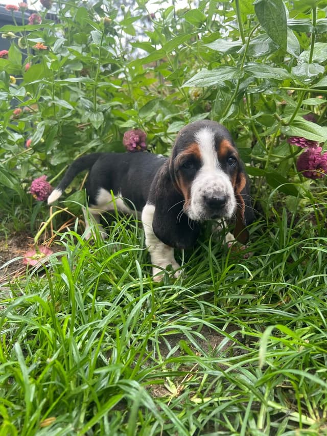 Basset Hound Puppies media 3