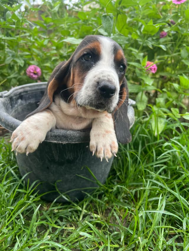 Basset Hound Puppies media 4