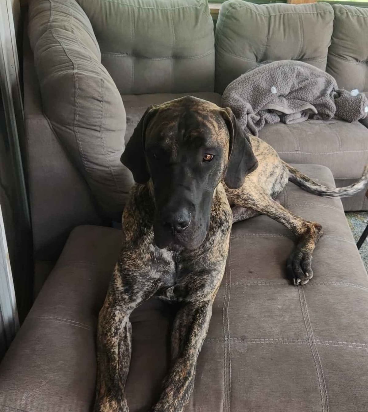 Great Dane Puppies breeder image 1