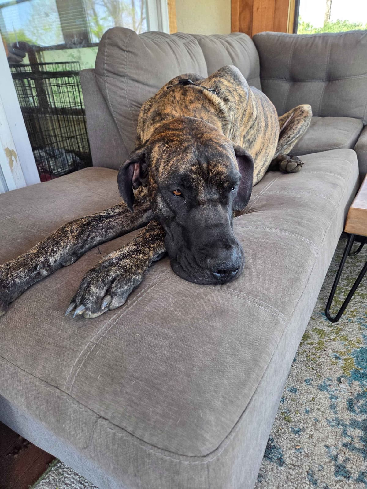 Great Dane Puppies breeder image 3