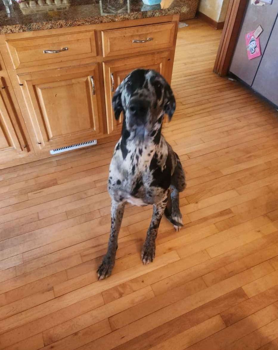 Great Dane Puppies breeder image 2