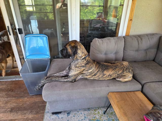 Great Dane Puppies media 9