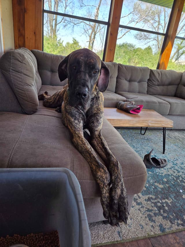 Great Dane Puppies media 10