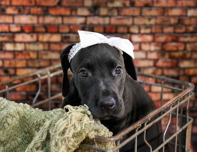 Great Dane Puppies media 3