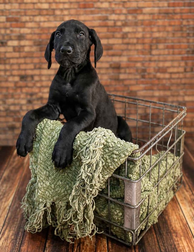 Great Dane Puppies media 4