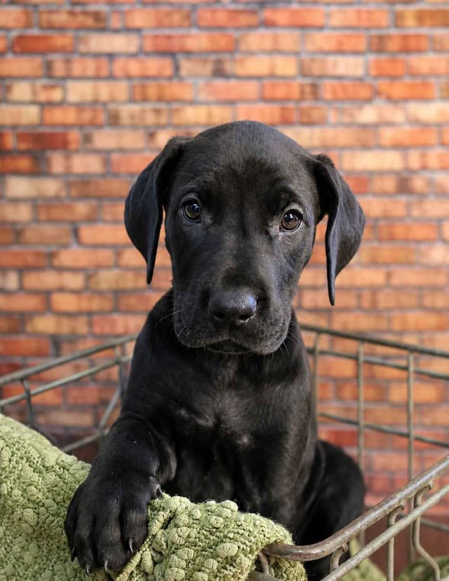 Great Dane Puppies media 5