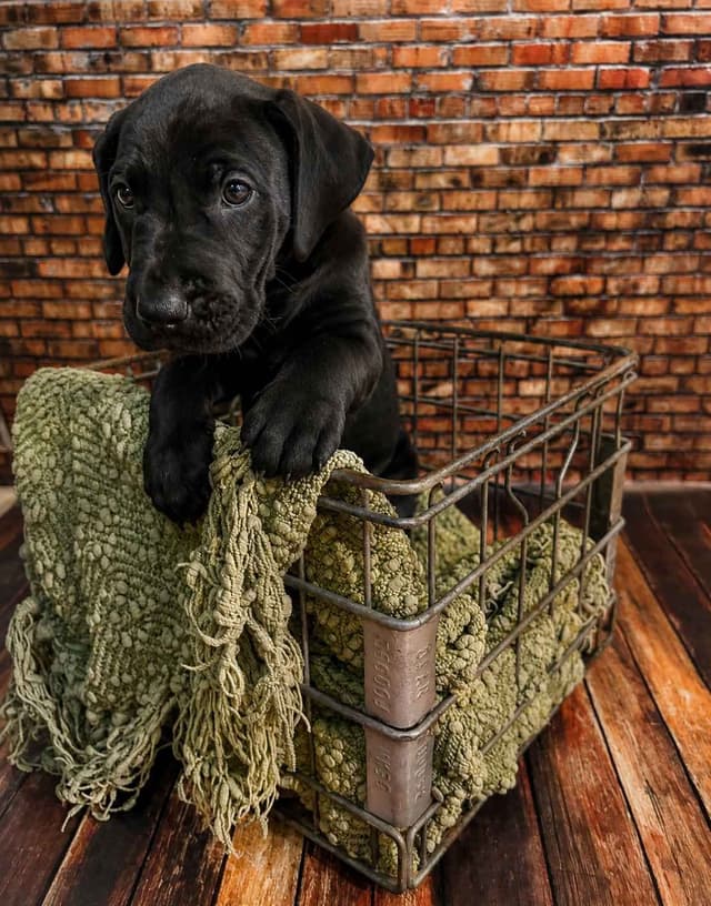 Great Dane Puppies media 6