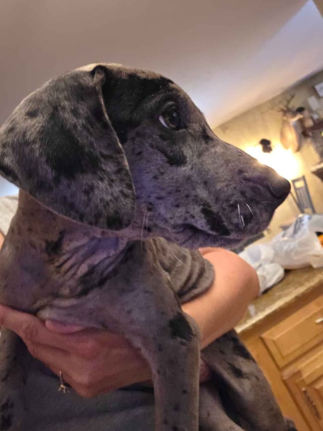 Great Dane Puppies media 2