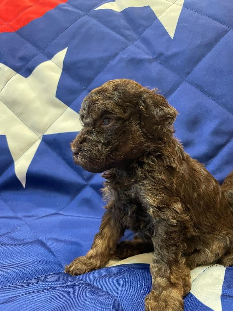 Poodle Puppies breeder image 7