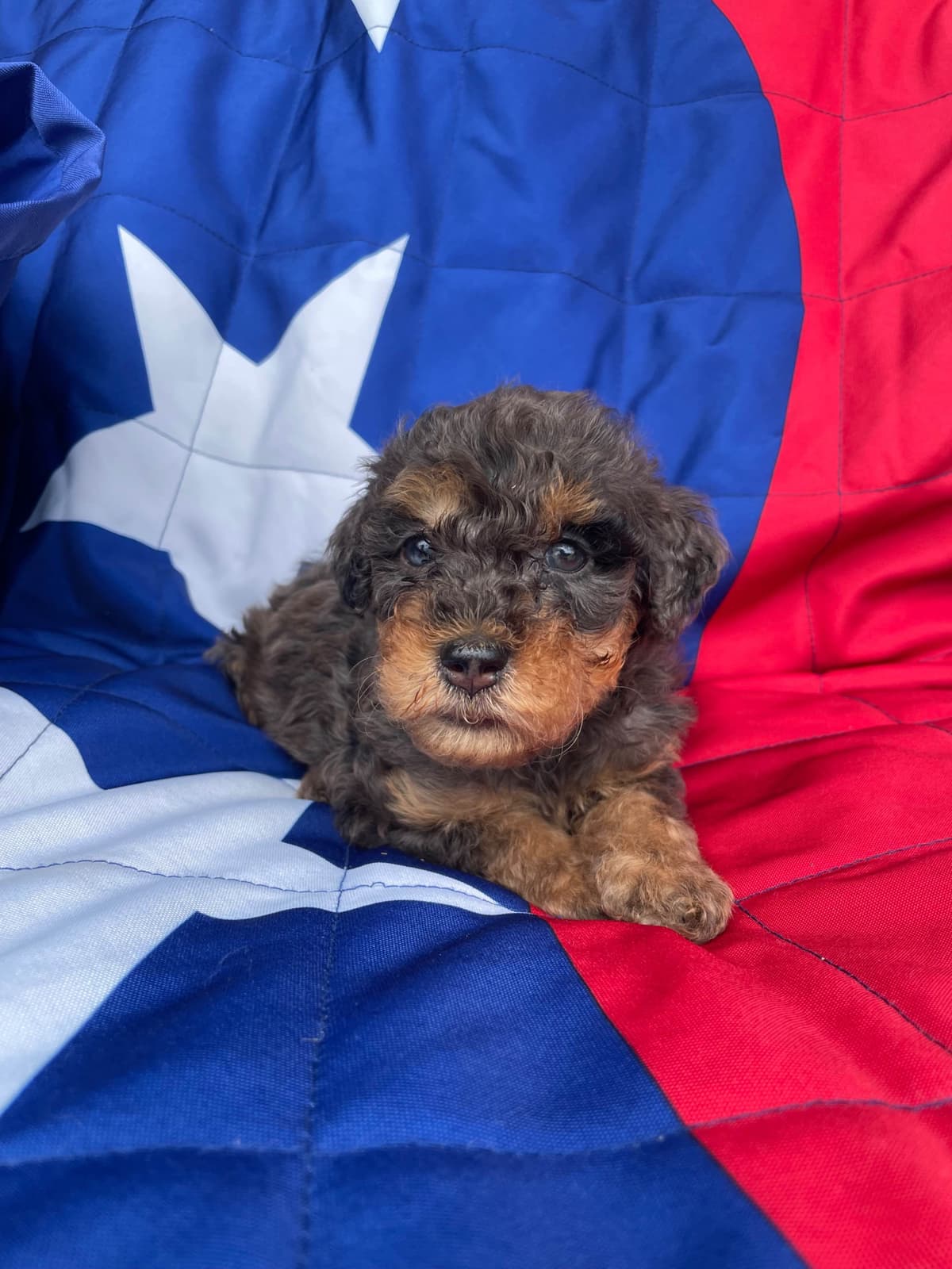 Poodle Puppies breeder image 6