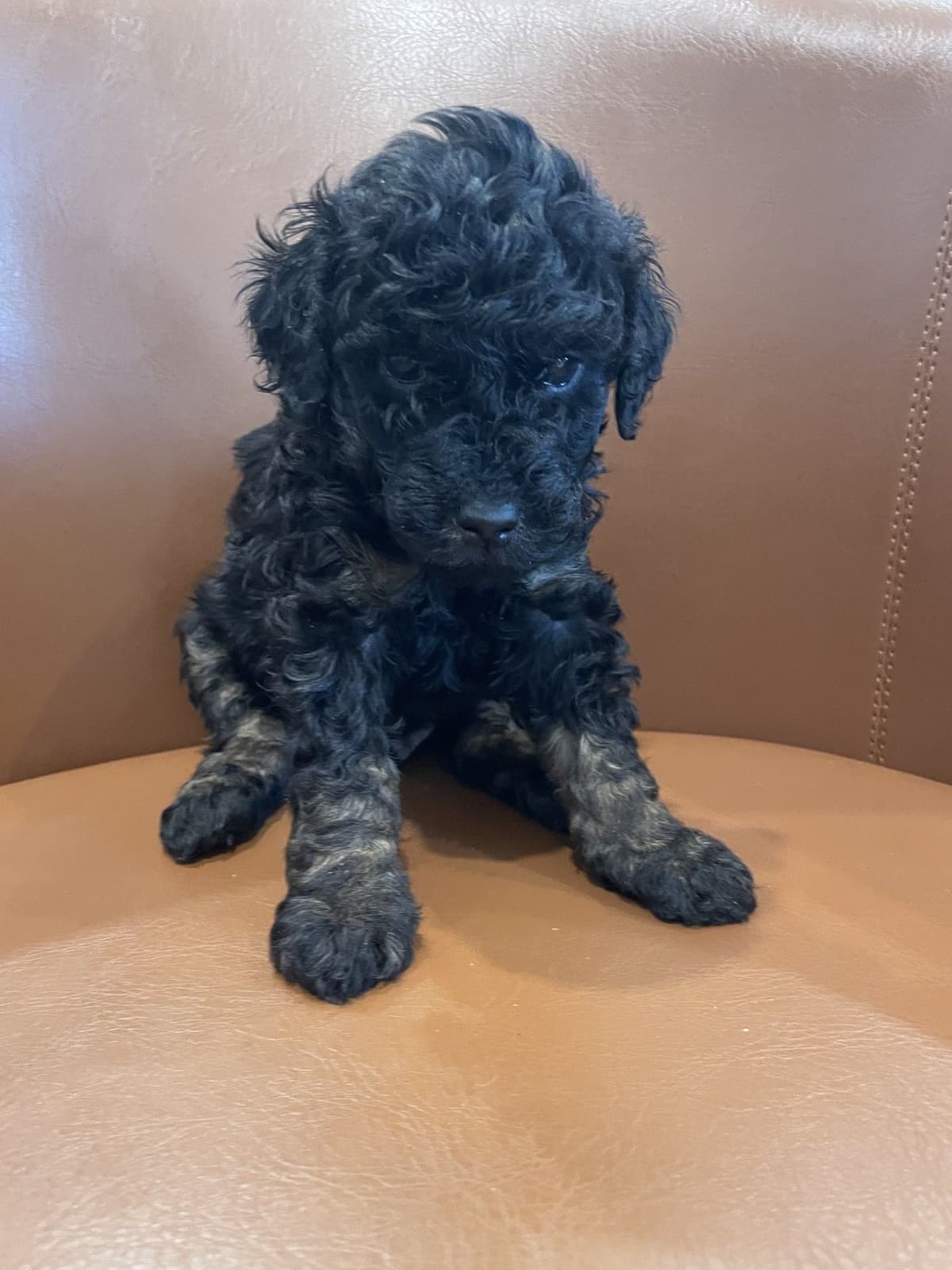 Poodle Puppies breeder image 4