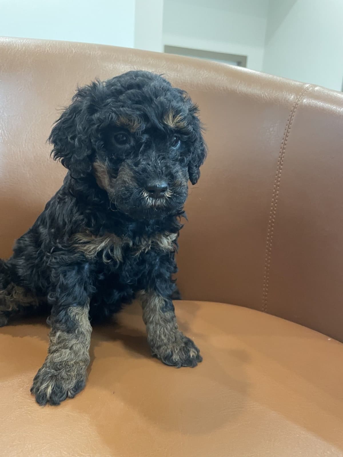 Poodle Puppies breeder image 5