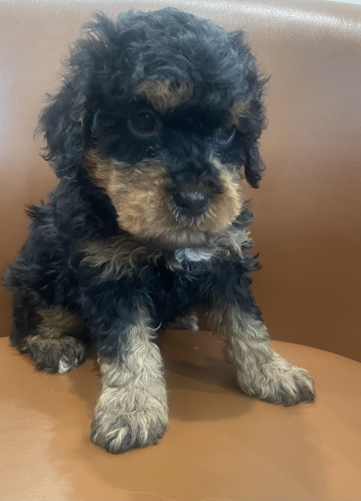 Poodle Puppies breeder image 2