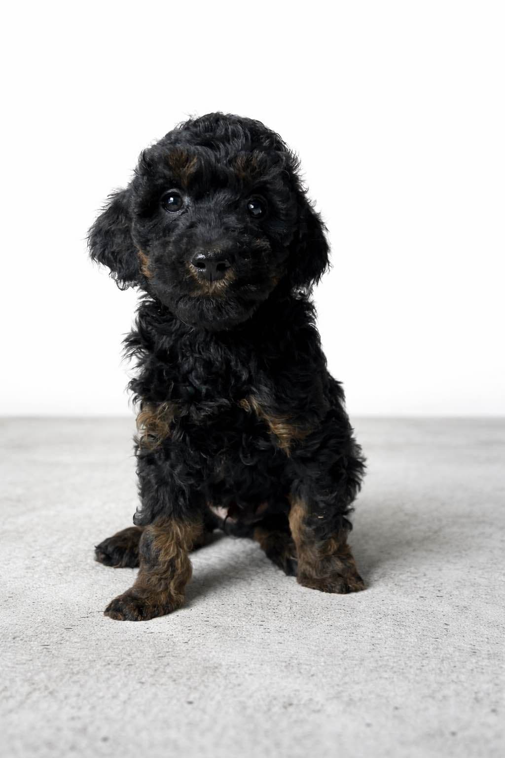 Poodle Puppies breeder image 9