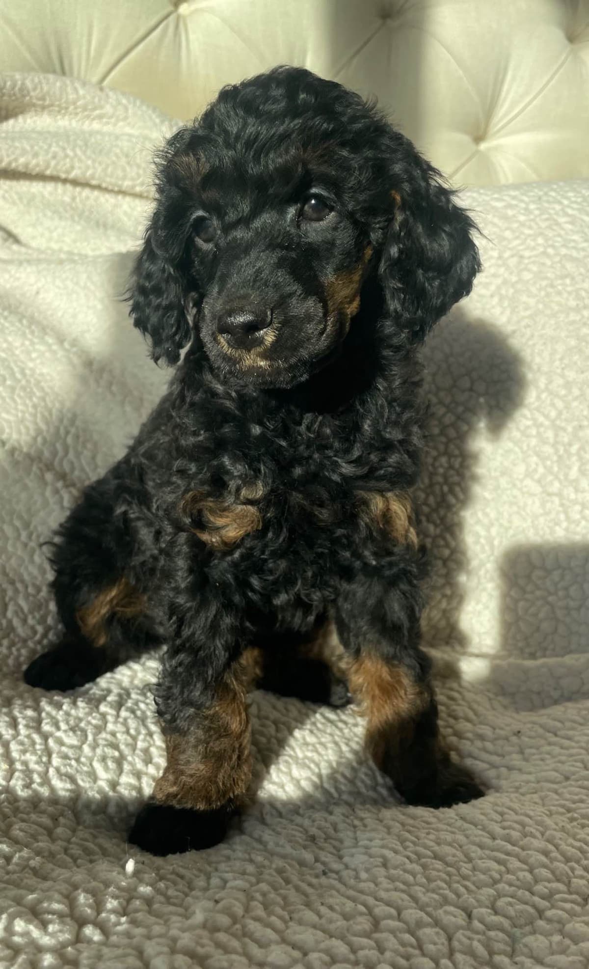 Poodle Puppies breeder image 3