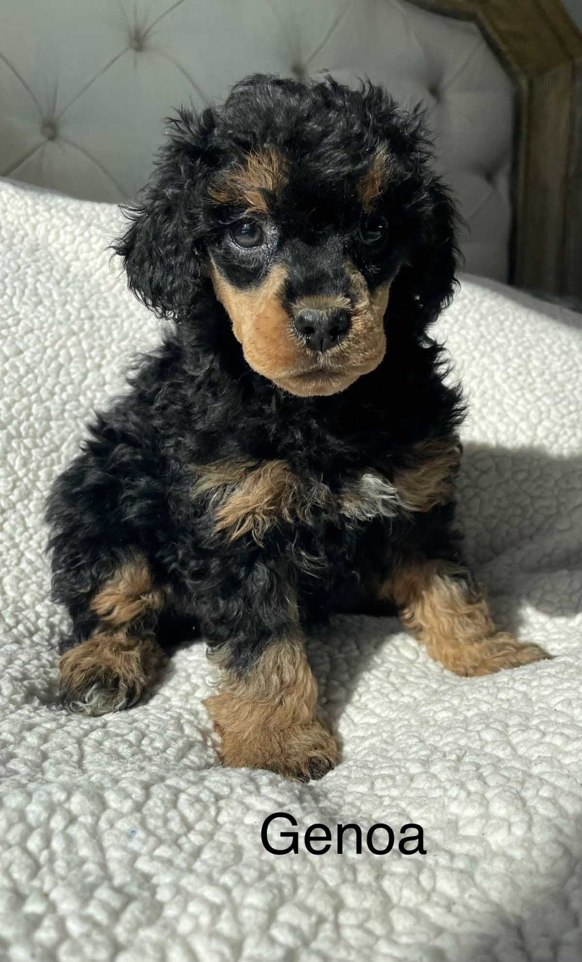 Poodle Puppies breeder image 1