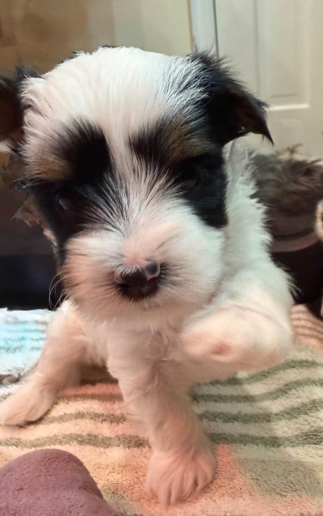 Biewer Terrier Puppies media 2