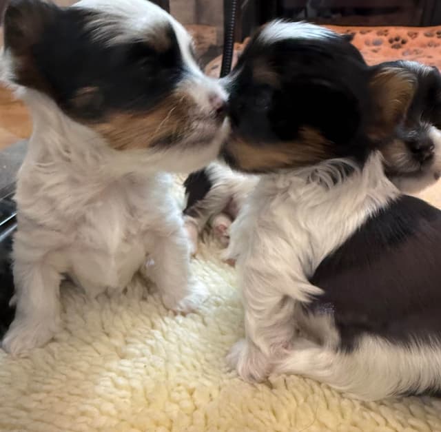 Biewer Terrier Puppies media 5