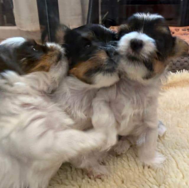 Biewer Terrier Puppies media 6
