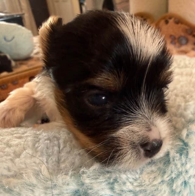 Biewer Terrier Puppies media 7