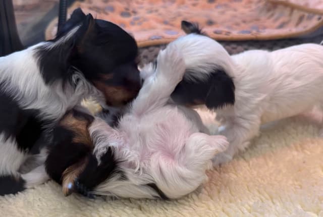 Biewer Terrier Puppies media 8
