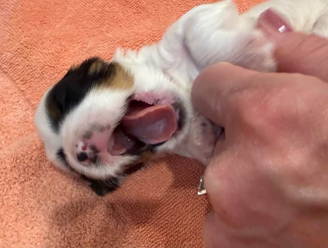 Biewer Terrier Puppies media 10