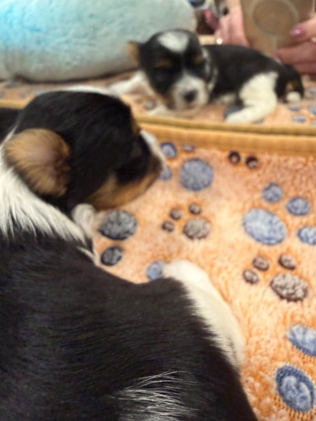 Biewer Terrier Puppies media 11