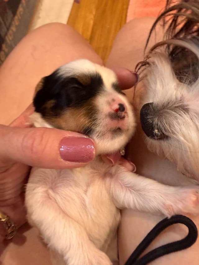 Biewer Terrier Puppies media 12