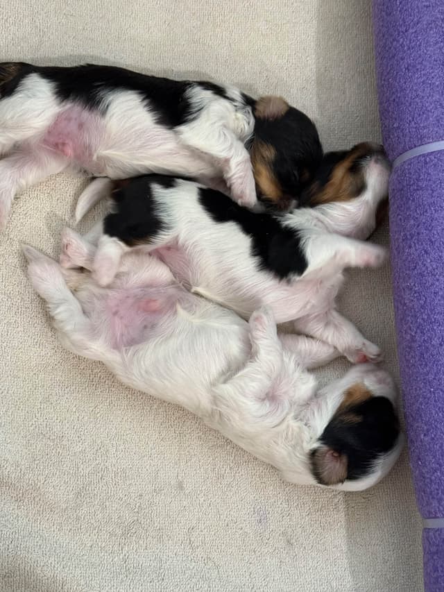 Biewer Terrier Puppies media 13