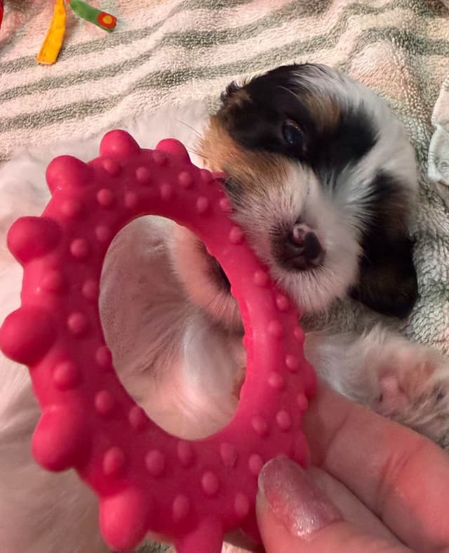 Biewer Terrier Puppies media 15