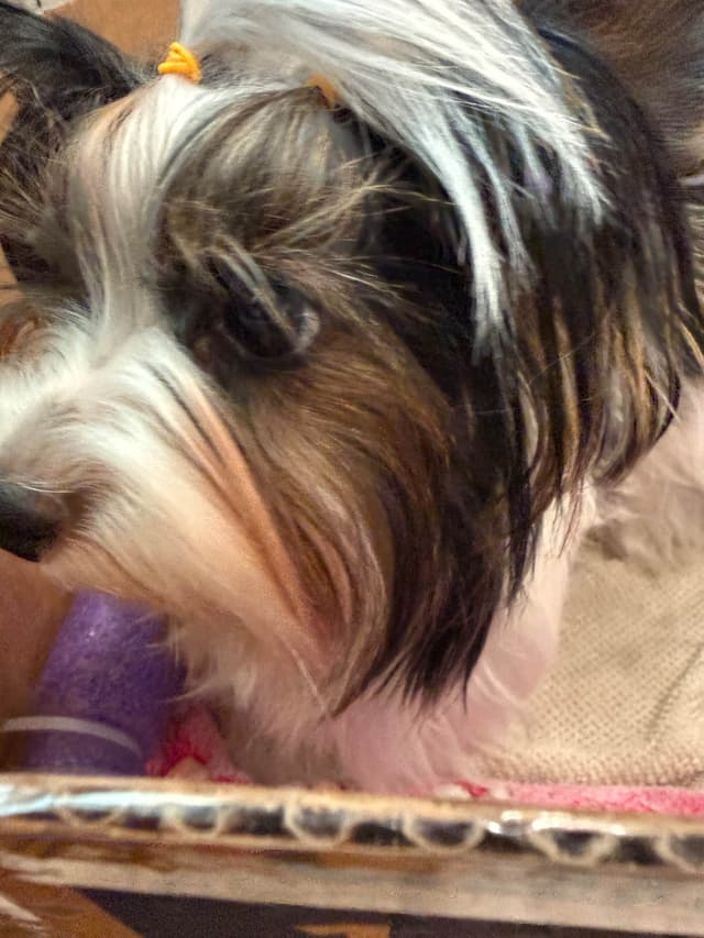 Biewer Terrier Puppies media 20