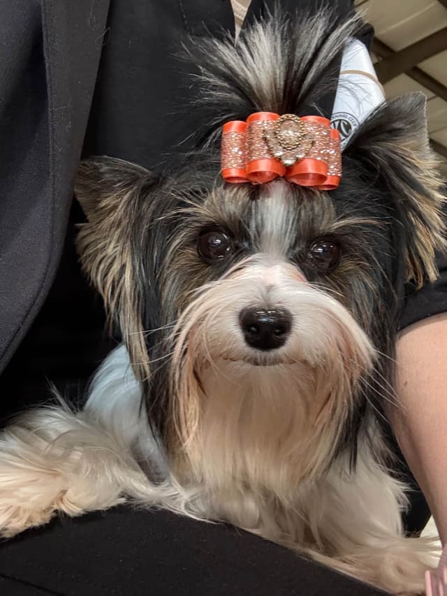 Biewer Terrier Puppies media 19