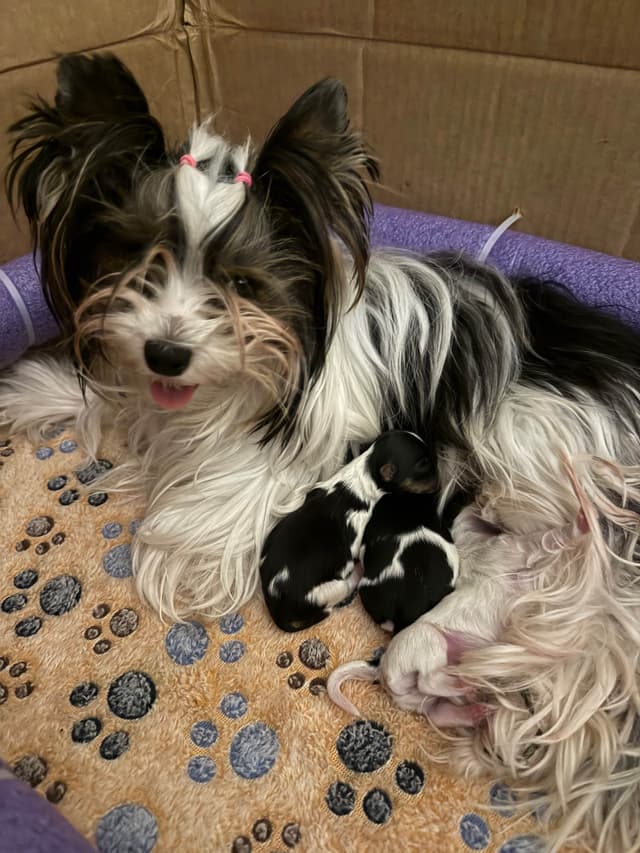 Biewer Terrier Puppies media 22