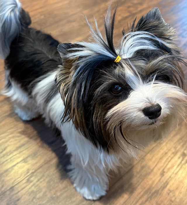 Biewer Terrier Puppies media 23