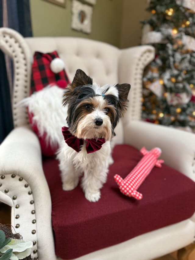 Biewer Terrier Puppies media 25