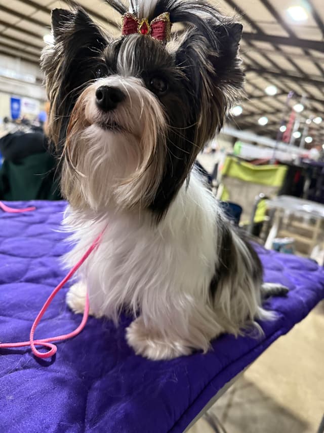 Biewer Terrier Puppies media 26