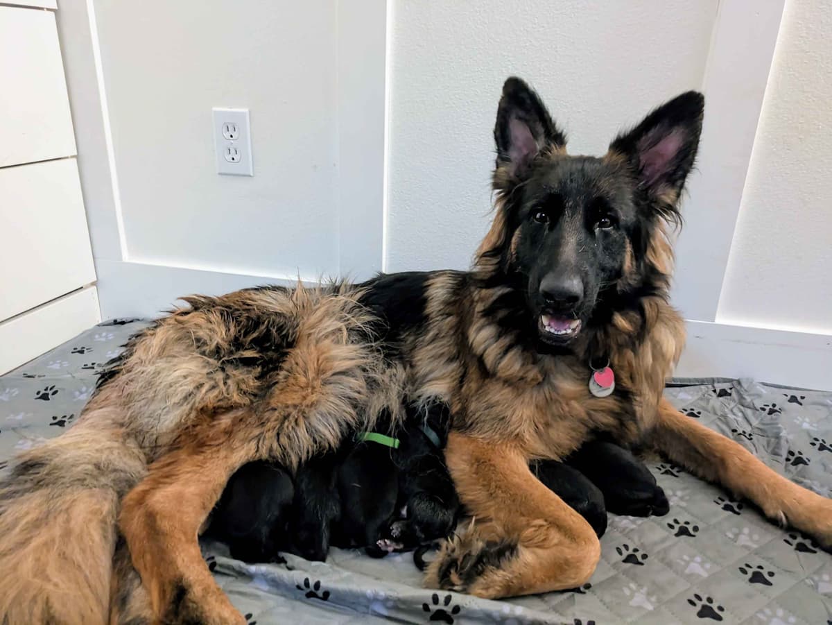 Long-haired Red German Shepherd Puppies breeder image 1