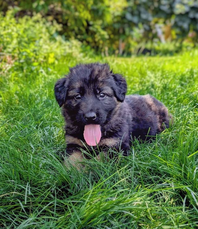Long-haired Red German Shepherd Puppies media 2