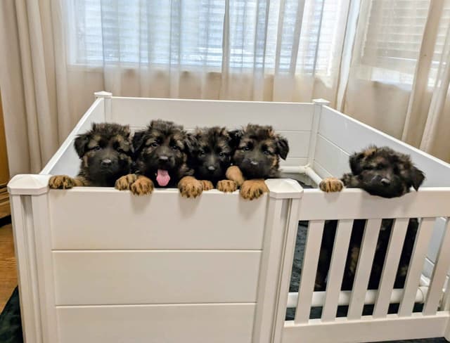 Long-haired Red German Shepherd Puppies media 3