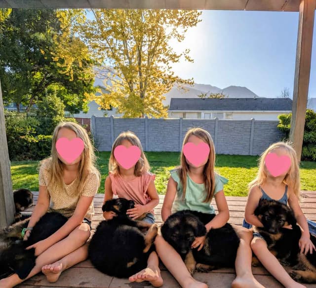 Long-haired Red German Shepherd Puppies media 4