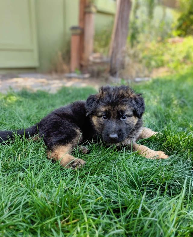 Long-haired Red German Shepherd Puppies media 5