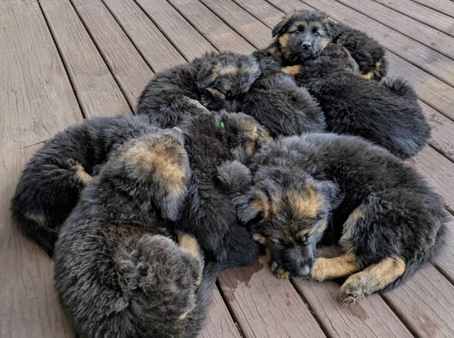 Long-haired Red German Shepherd Puppies media 6