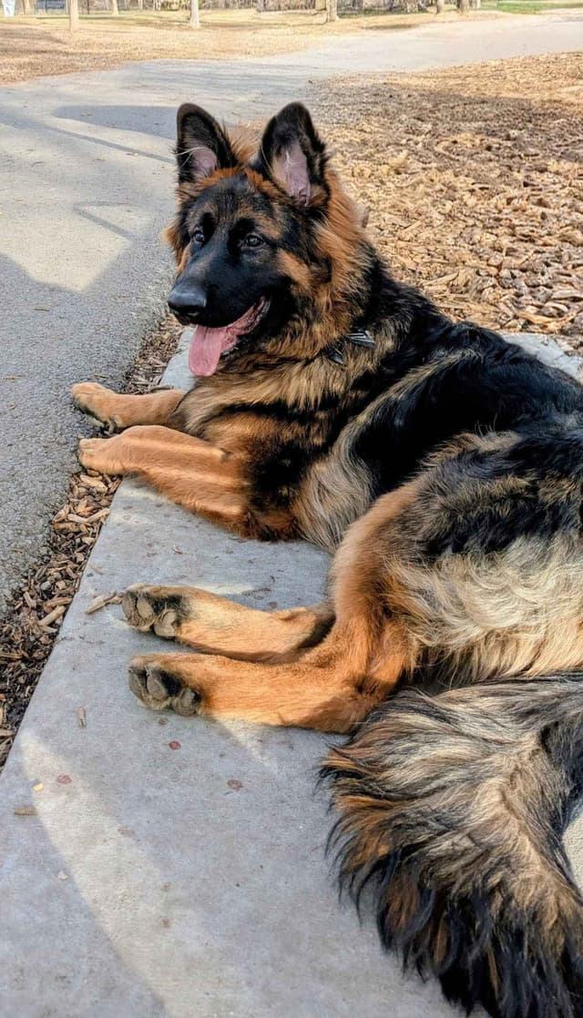 Long-haired Red German Shepherd Puppies media 7