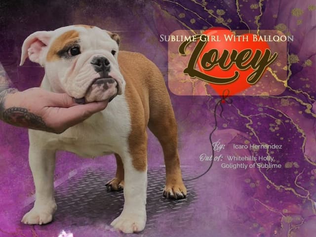 Bulldog Puppies Extensive background of Champions media 2