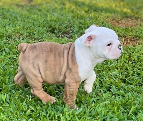 Bulldog Puppies Extensive background of Champions media 3