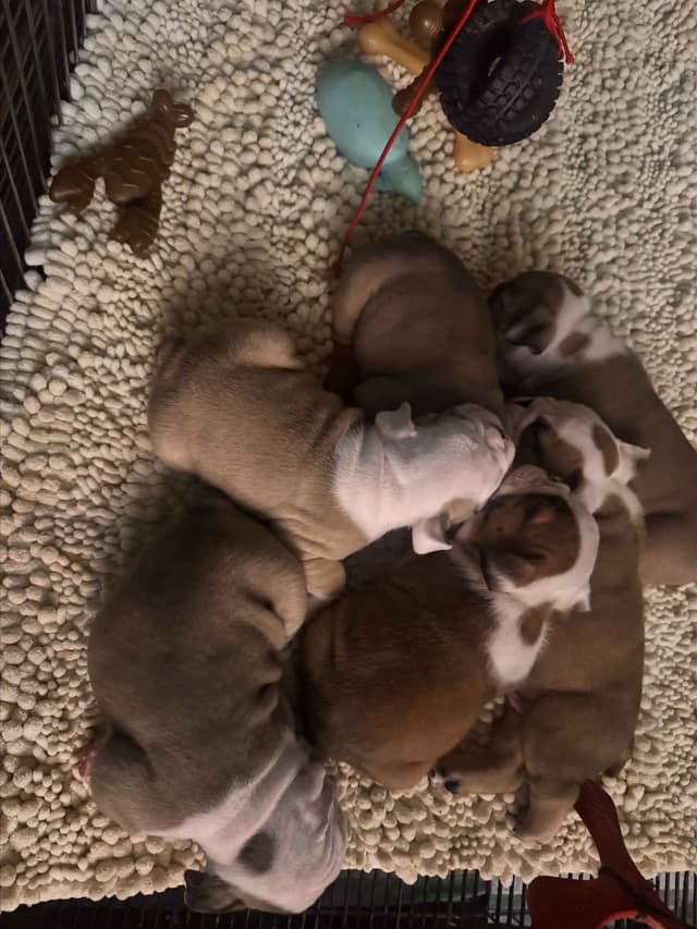 Bulldog Puppies Extensive background of Champions media 5